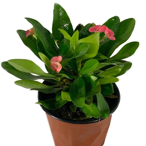 Wekiva Foliage Accents Crown Of Thorns Plant Live Plant